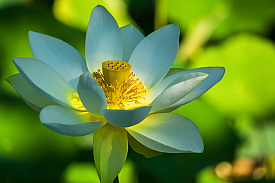 image d'une fleur de lotus blanche