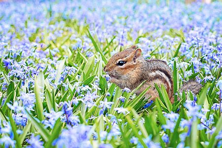 chipmunk in purple field of flowers chipmunk in purple field of flowers
